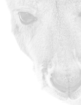 Skin 4 Custom Matting