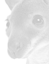 Caption Component Advanced Components