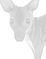 Full Size Mode Full Size Mode