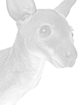 Translations 3D Translations