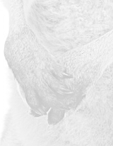 Frame Animation Combinations Unlimited Combinations