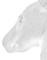 Extended Interaction Extended Interaction