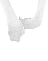 Slideshow Counters Slideshow Timers