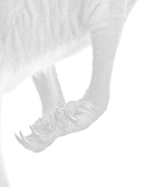 Fibonacci Spirals Fibonacci Spirals