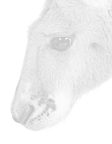 Lightbox Shadows Shadows